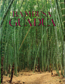 Imagen cubierta: Bambusa Guadua